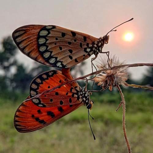 Love frame
