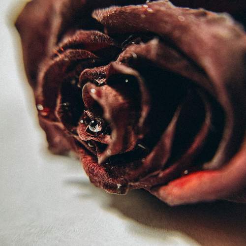 Photo #10748742