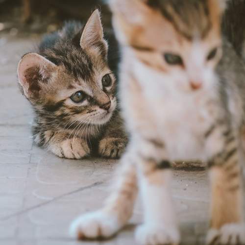 Photo #10748890