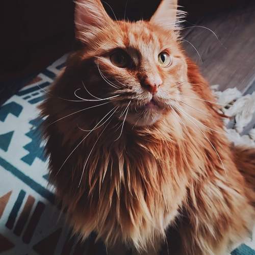 Photo #10749704