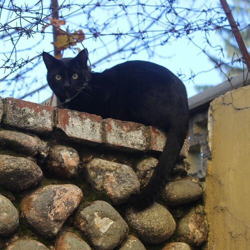 Котейка