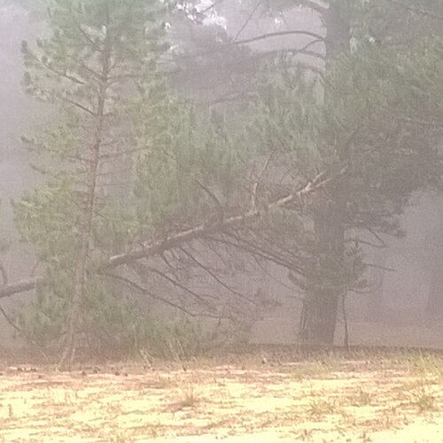 туманное утро