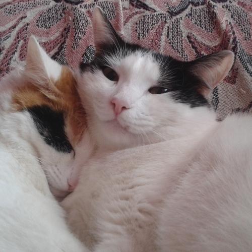 Photo #1078666