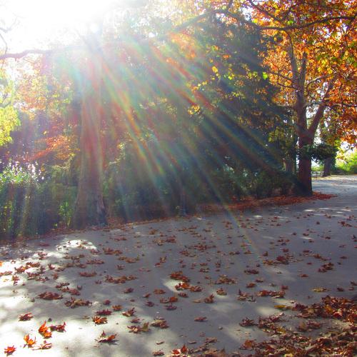 The light