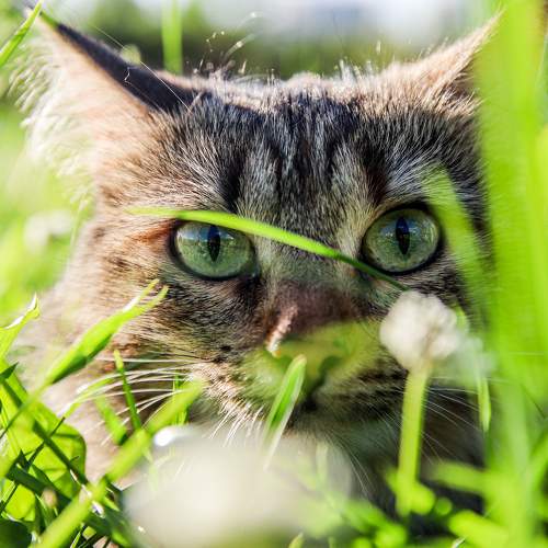 Photo #10750135