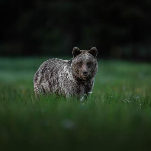 Brown Bear from Slovakia