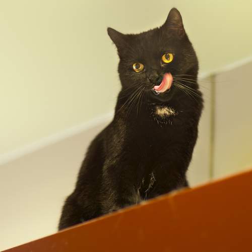 Photo #10751611