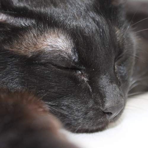Photo #10752896