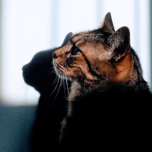 Photo #10753797