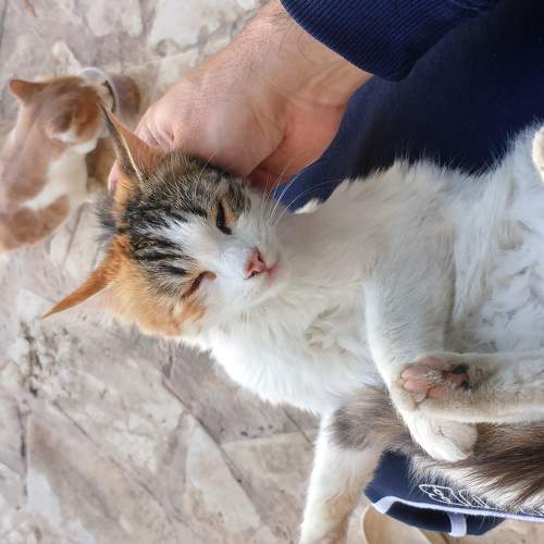 Photo #10754063