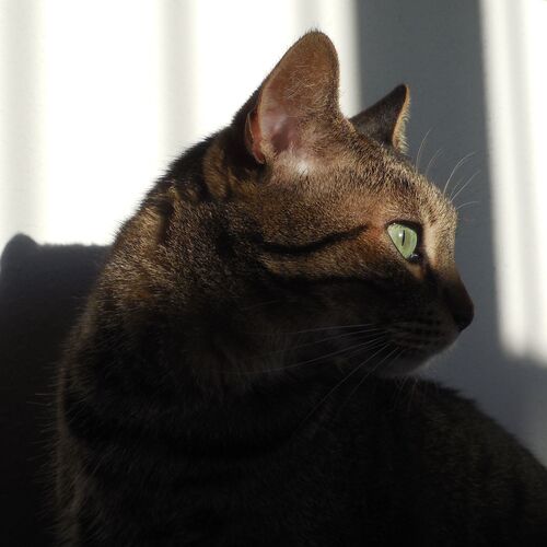 Photo #10754091