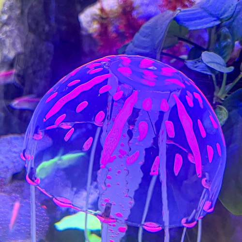 Photo #10754740