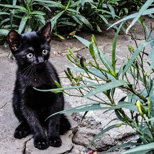 Photo #10754840