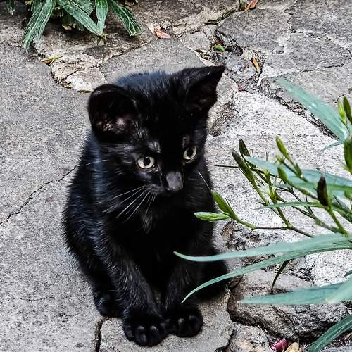 Photo #10754841