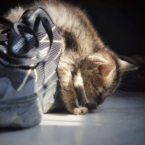 Photo #10755108