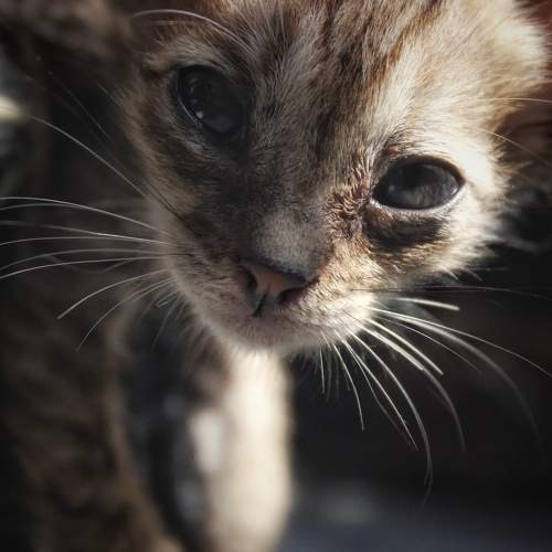 Photo #10755109
