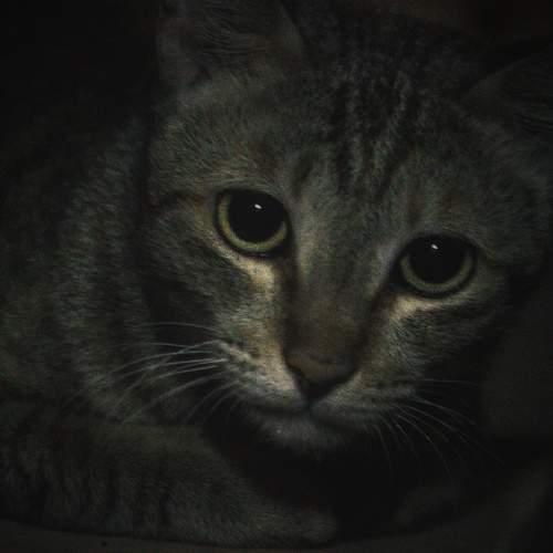 Photo #10755110