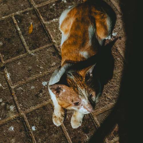 Photo #10755179