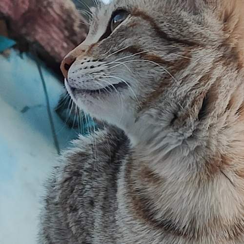 Furry and pretty