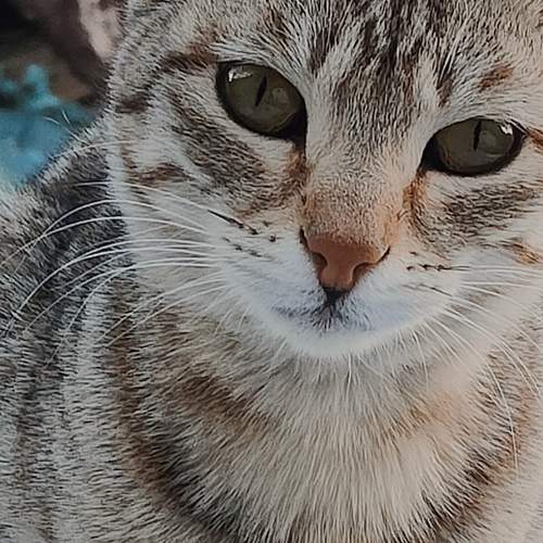 Little paws
