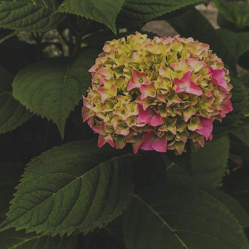 Photo #10755509