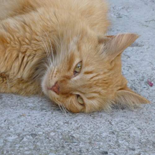 Photo #10755739