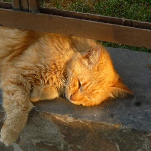 Photo #10755741