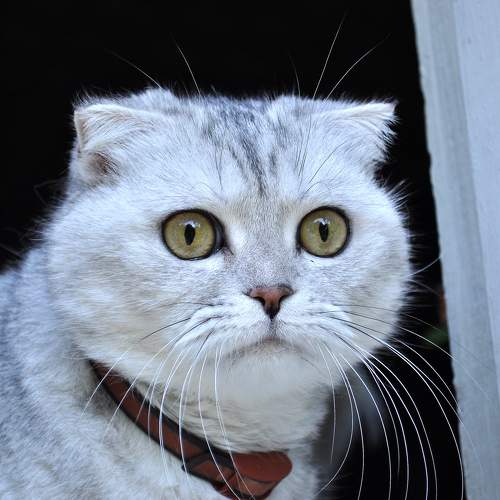 Photo #10756335
