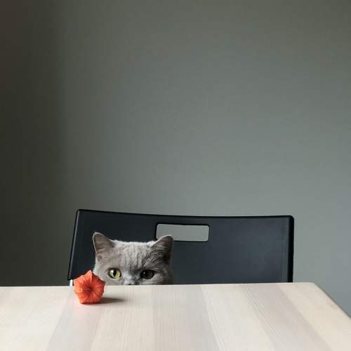 Photo #10756451