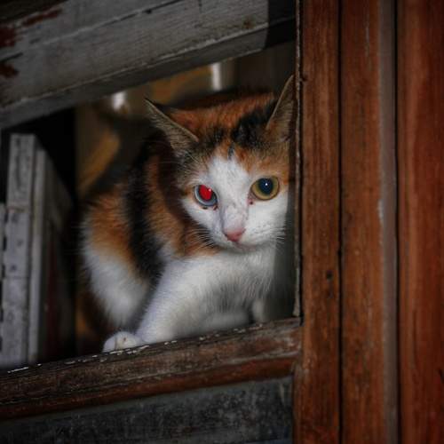 Photo #10756571