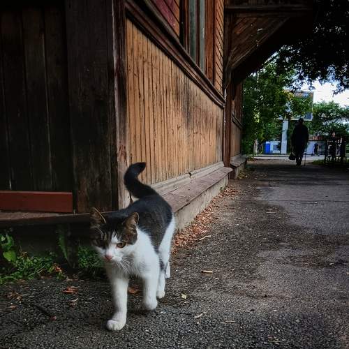 Photo #10756572