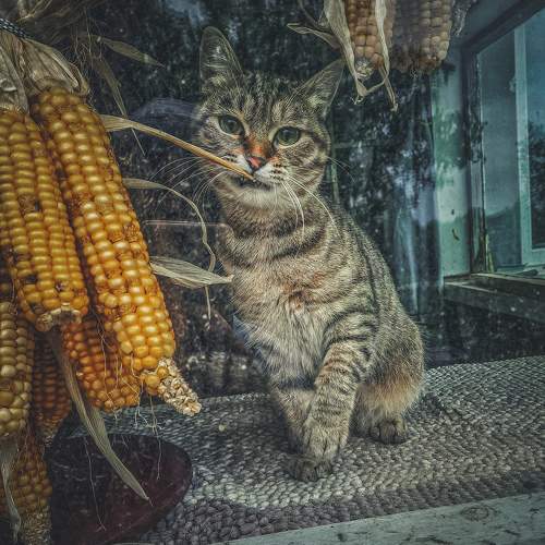 Photo #10756576