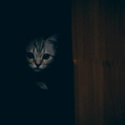 Photo #10756706