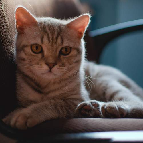 Photo #10756707