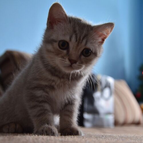 Photo #10756710