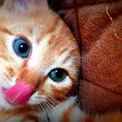 Photo #10756987