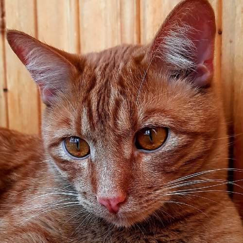 Photo #10757098