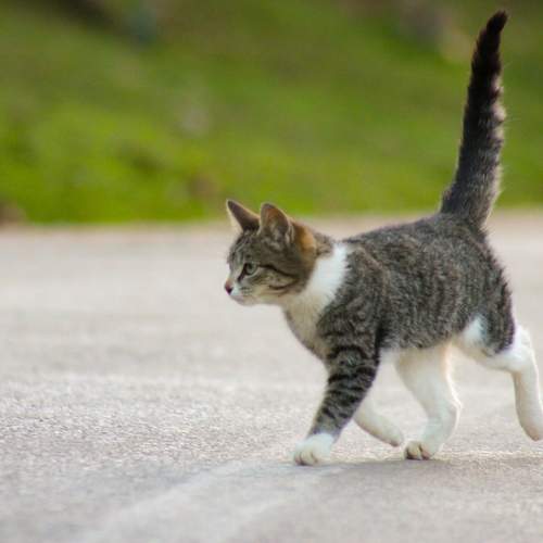Photo #10757146