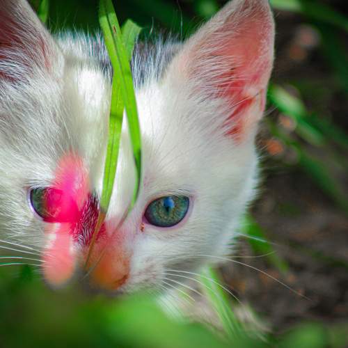 Photo #10757159