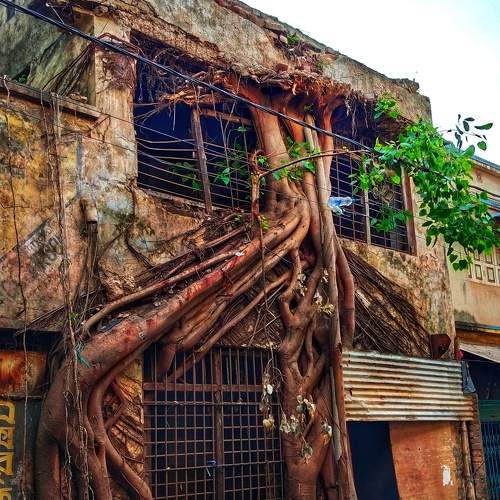The tree house