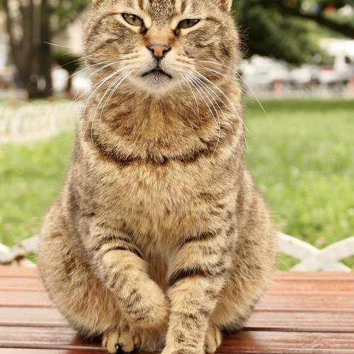 Photo #10757495