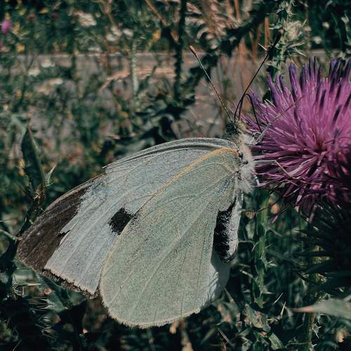 Photo #10757810