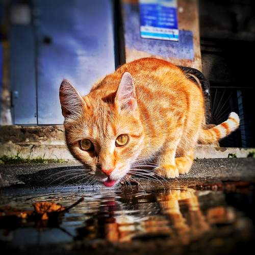 Photo #10758022