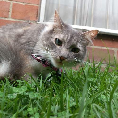 Photo #10758895