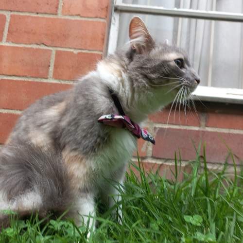 Photo #10758906