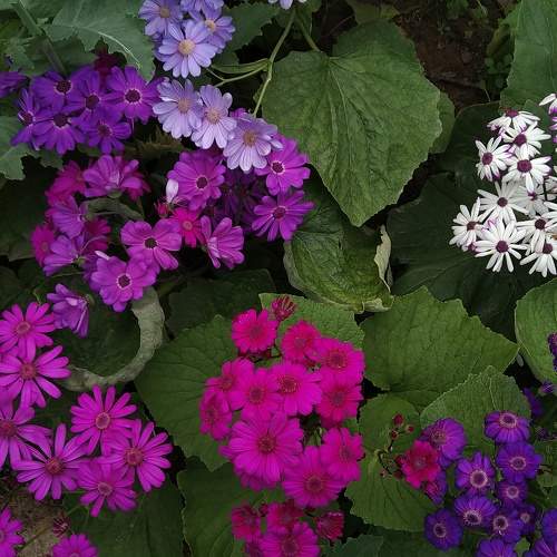 Walk of Cineraria
