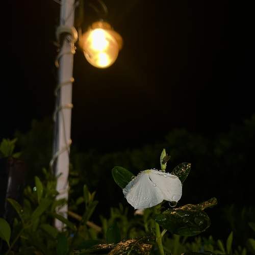 Photo #10759310