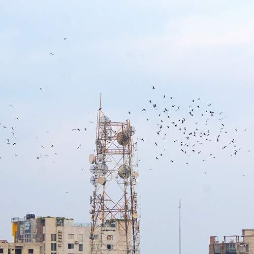 Back to nest.