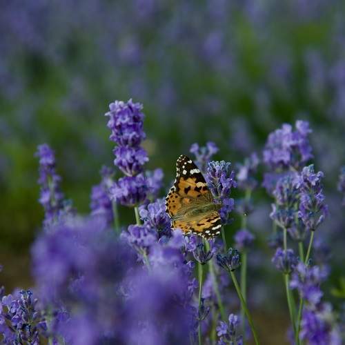 Photo #10760359
