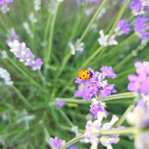 Photo #10760681